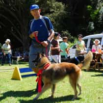 Malinois