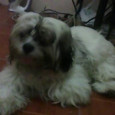 mherchie