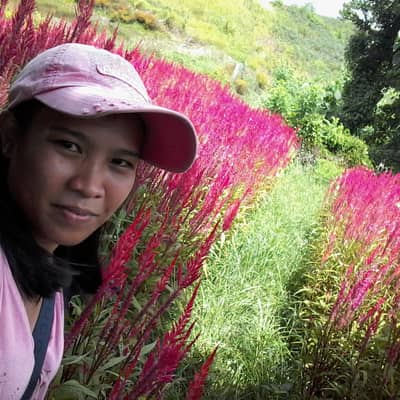 Alma hinayon