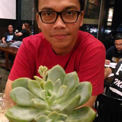 Ardi