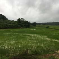 phani