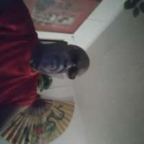 Monny