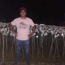 Yhang lique