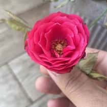 Ahmed