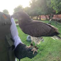 Saif
