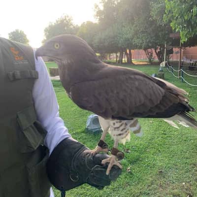 Saif