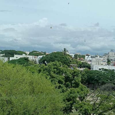 saba